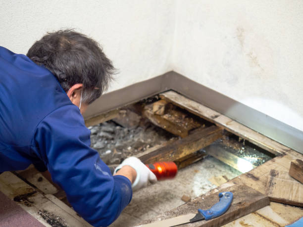 Best Attic Mold Removal  in Seymour, IN