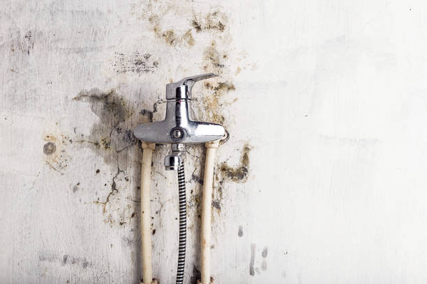 Best Office Mold Removal Services  in Seymour, IN