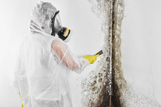 Best Best Mold Removal Companies  in Seymour, IN