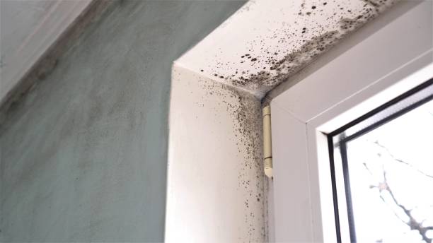 Best Commercial Mold Removal  in Seymour, IN