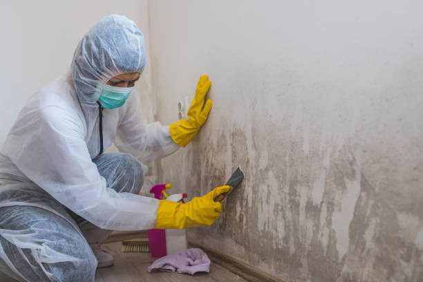 Office Mold Removal Services in Seymour, IN
