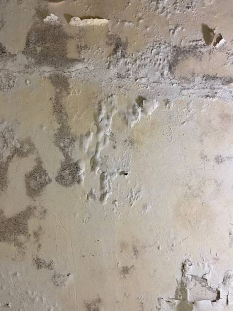 Best Toxic Mold Removal  in Seymour, IN