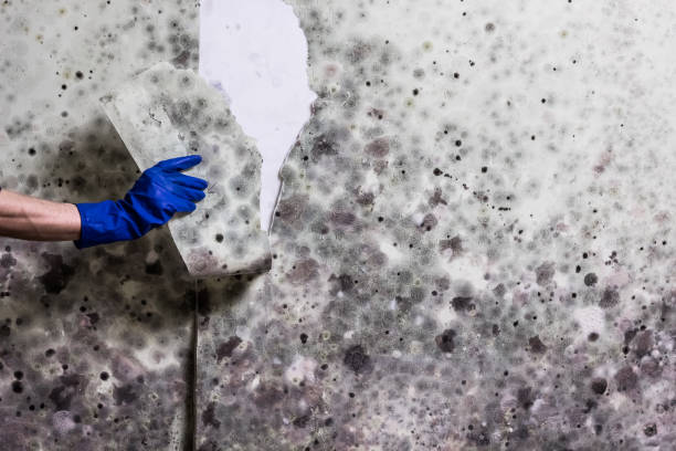 Best Mold Remediation  in Seymour, IN
