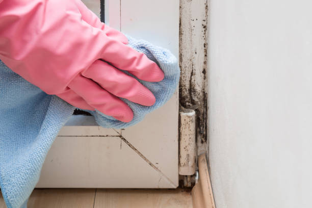 Best Black Mold Removal  in Seymour, IN