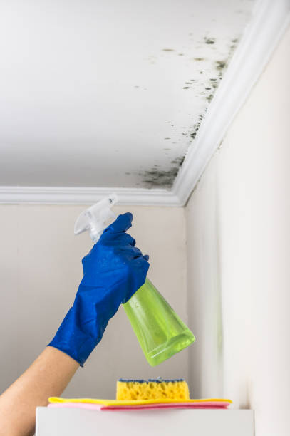 Best Mold Remediation  in Seymour, IN